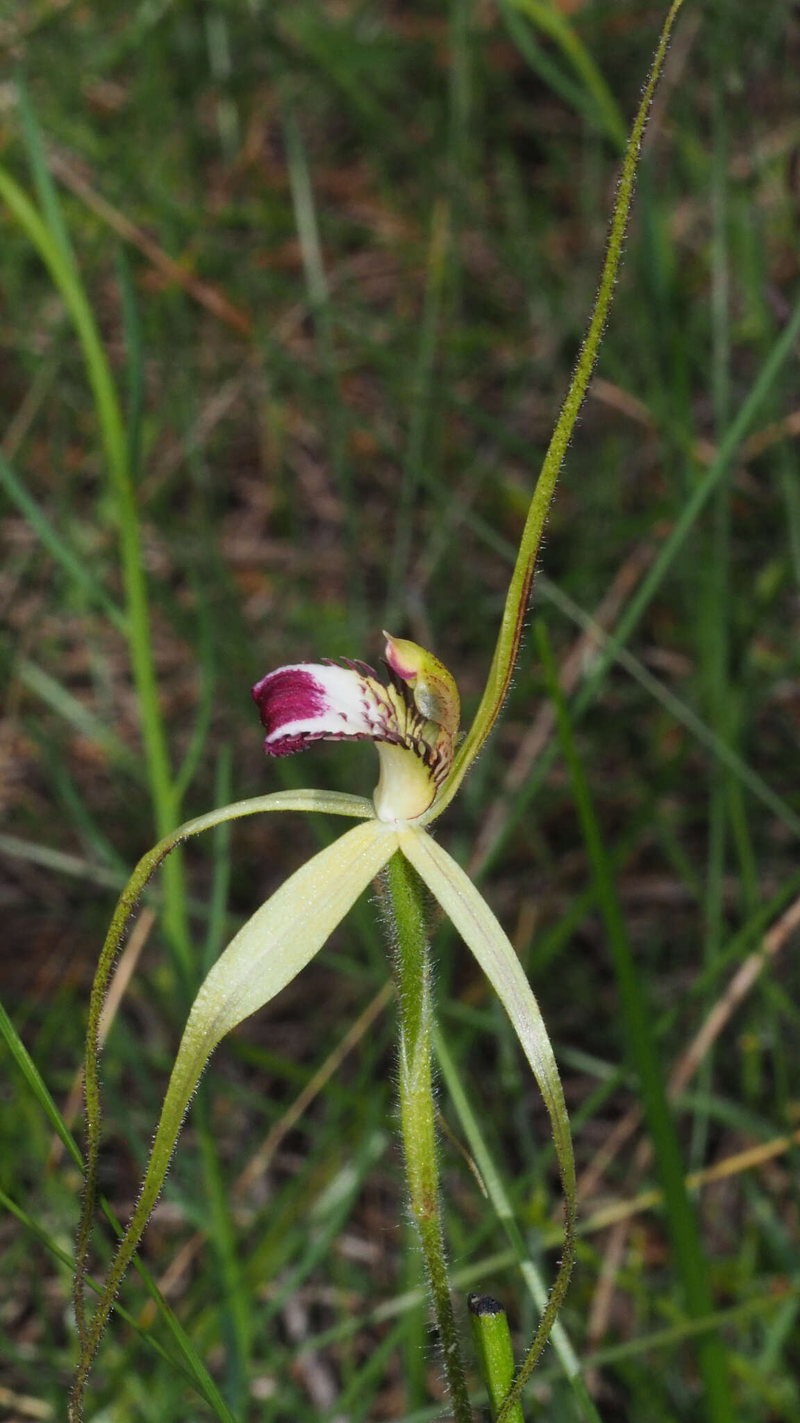 Image of Caladenia uliginosa subsp. uliginosa