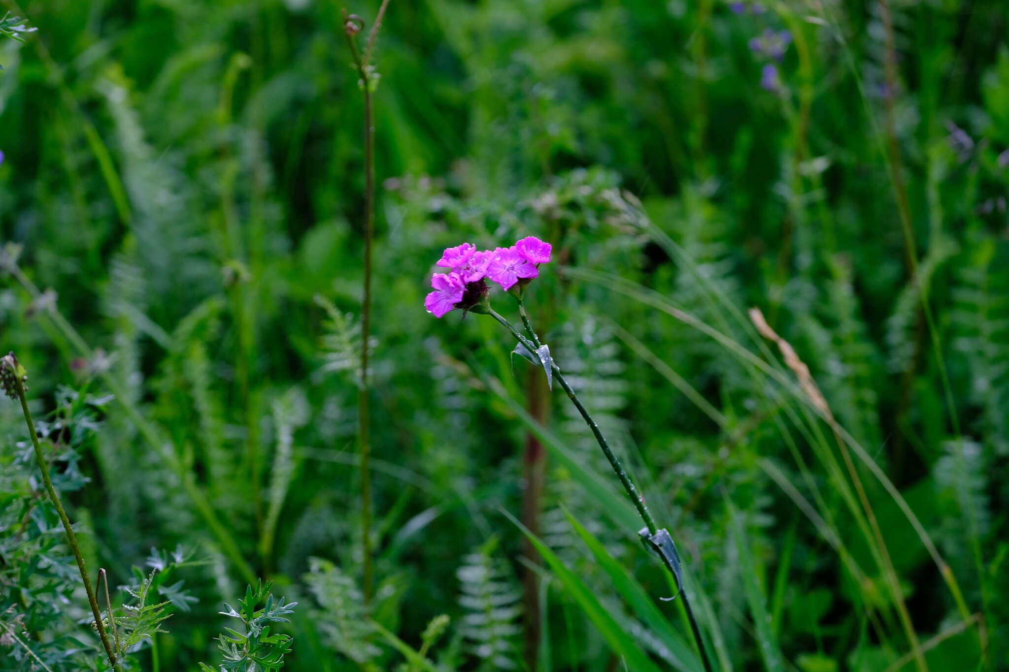 صورة Dianthus capitatus subsp. andrzejowskianus Zapal.