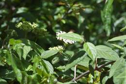 Image of Viburnum jucundum Morton