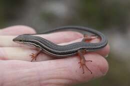 Image of Trachylepis homalocephala (Wiegmann 1828)