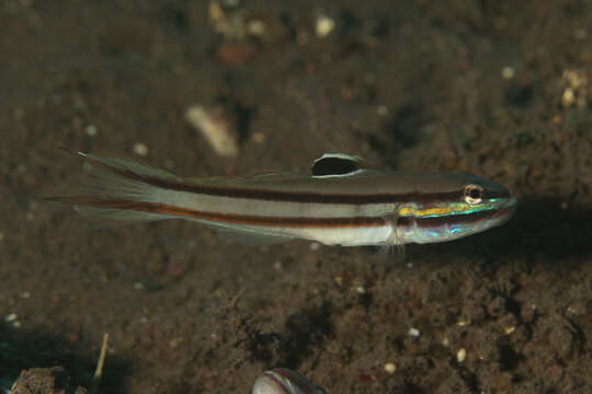 Image of Twostripe goby