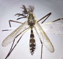 Image of Aedes geniculatus (Olivier 1791)