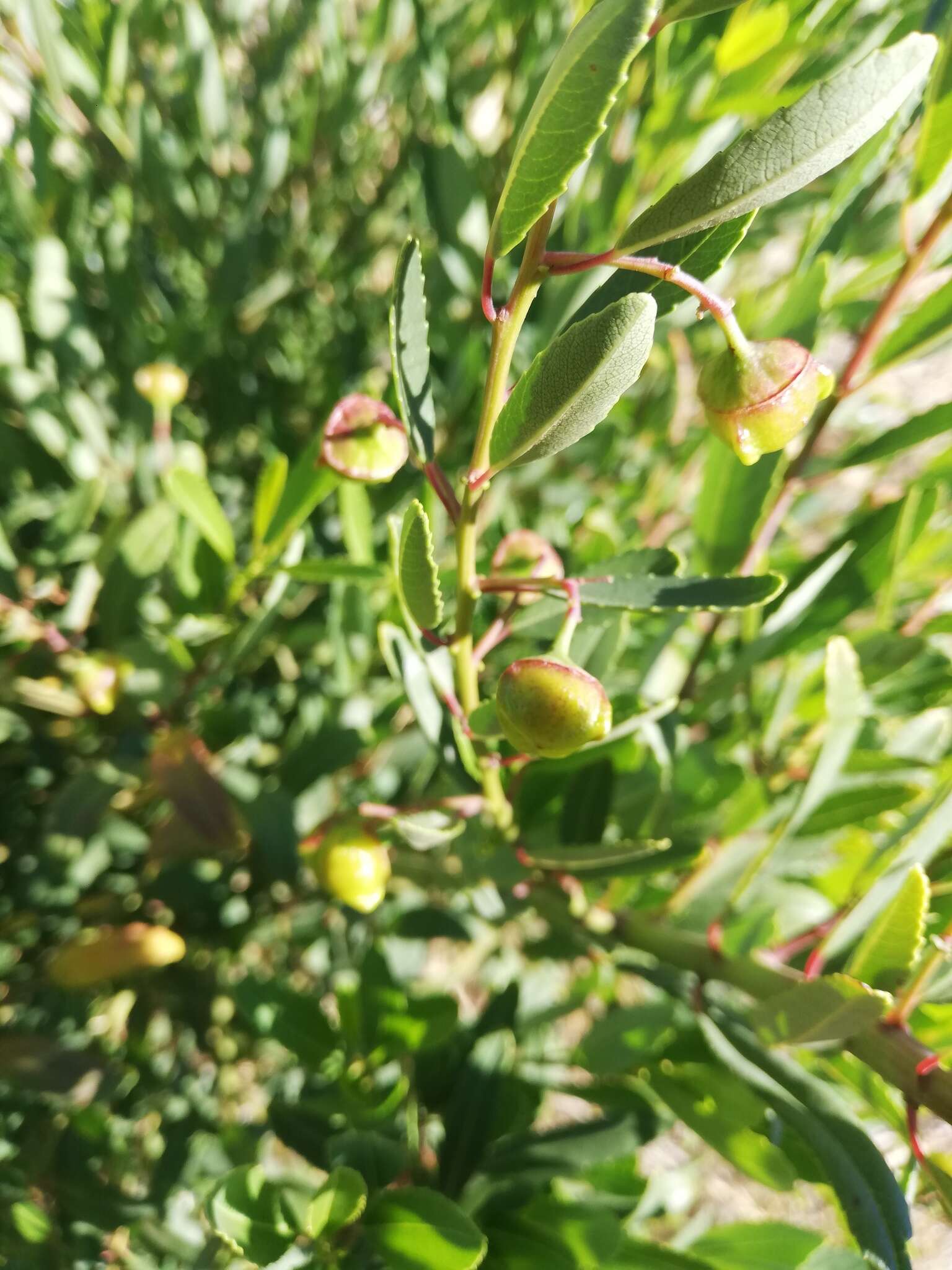 Слика од Noltea africana (L.) Rchb. fil. ex Harv. & Sond.