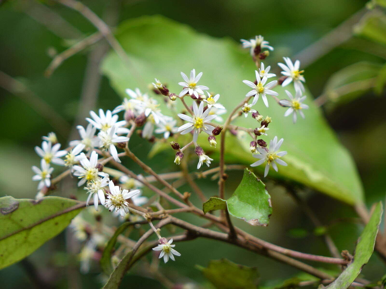 Image of <i>Olearia <i>rani</i></i> var. rani