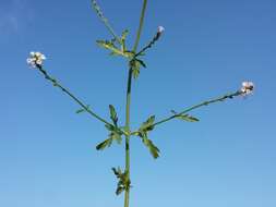 Image of herb of the cross