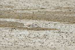 Image of Nordmann's Greenshank