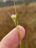 Image of Large Beak Sedge