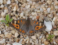 Image of Meadow Argus