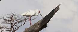 Image of African Spoonbill