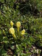 Image of Gentiana verna subsp. oschtenica (Kuzn.) J. J. Halda