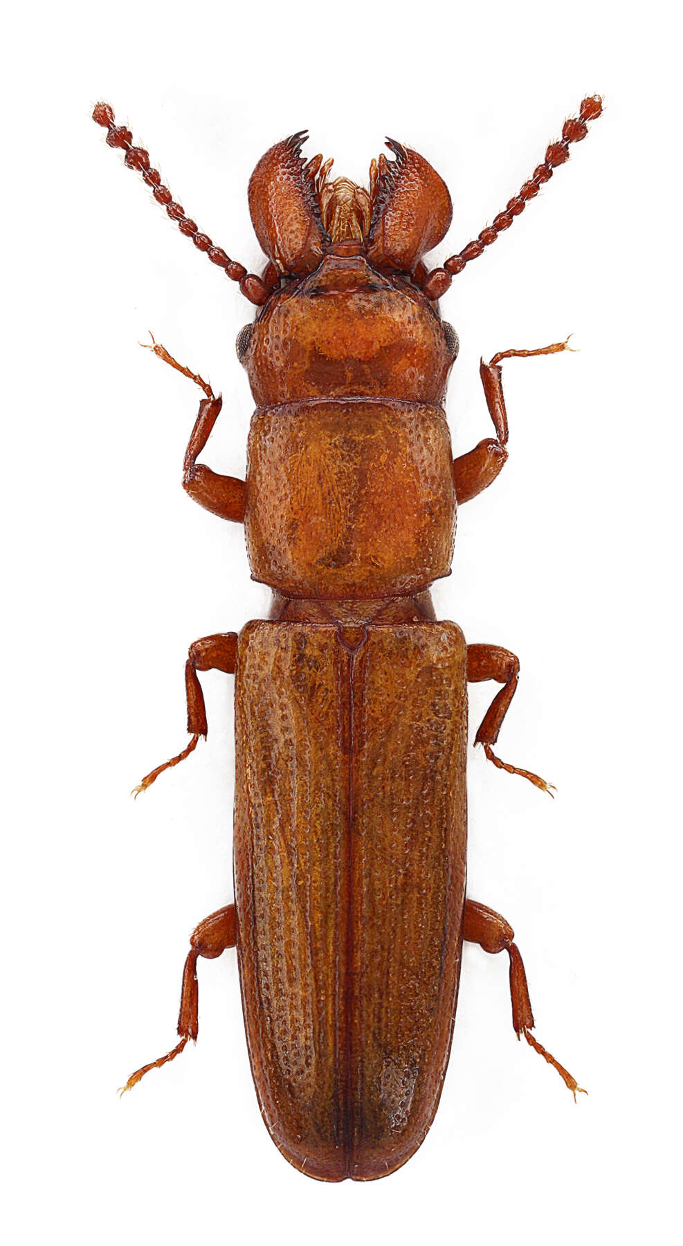 Image of Prostomis mandibularis (Fabricius 1801)