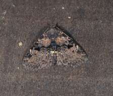 Image of Four-spotted Fungus Moth