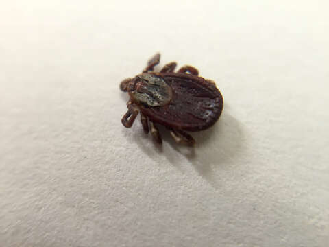 Image of Lone Star Tick