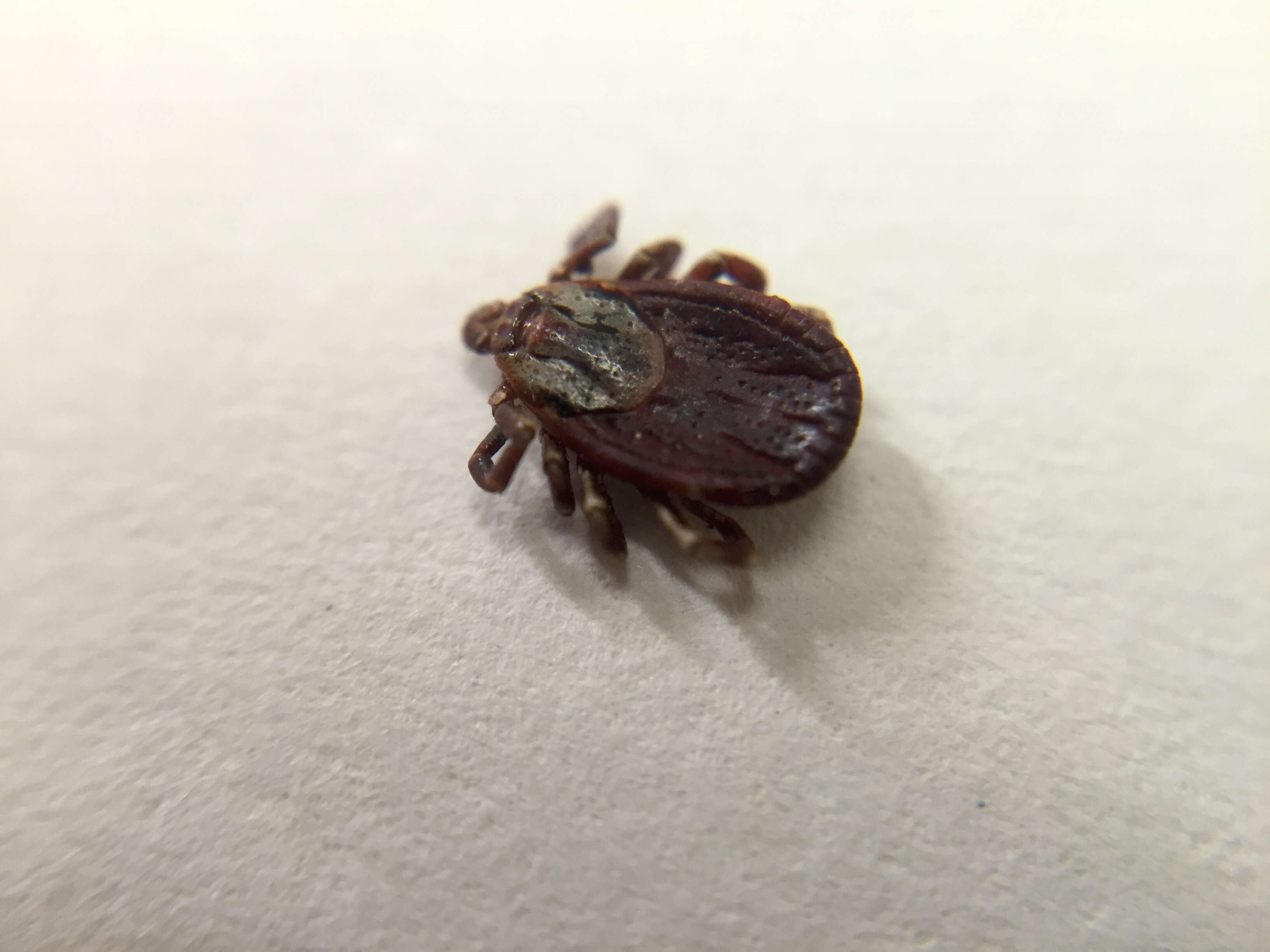 Image of Lone Star Tick