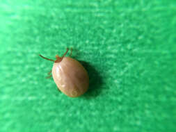 Image of Lone Star Tick