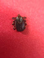 Image of Lone Star Tick