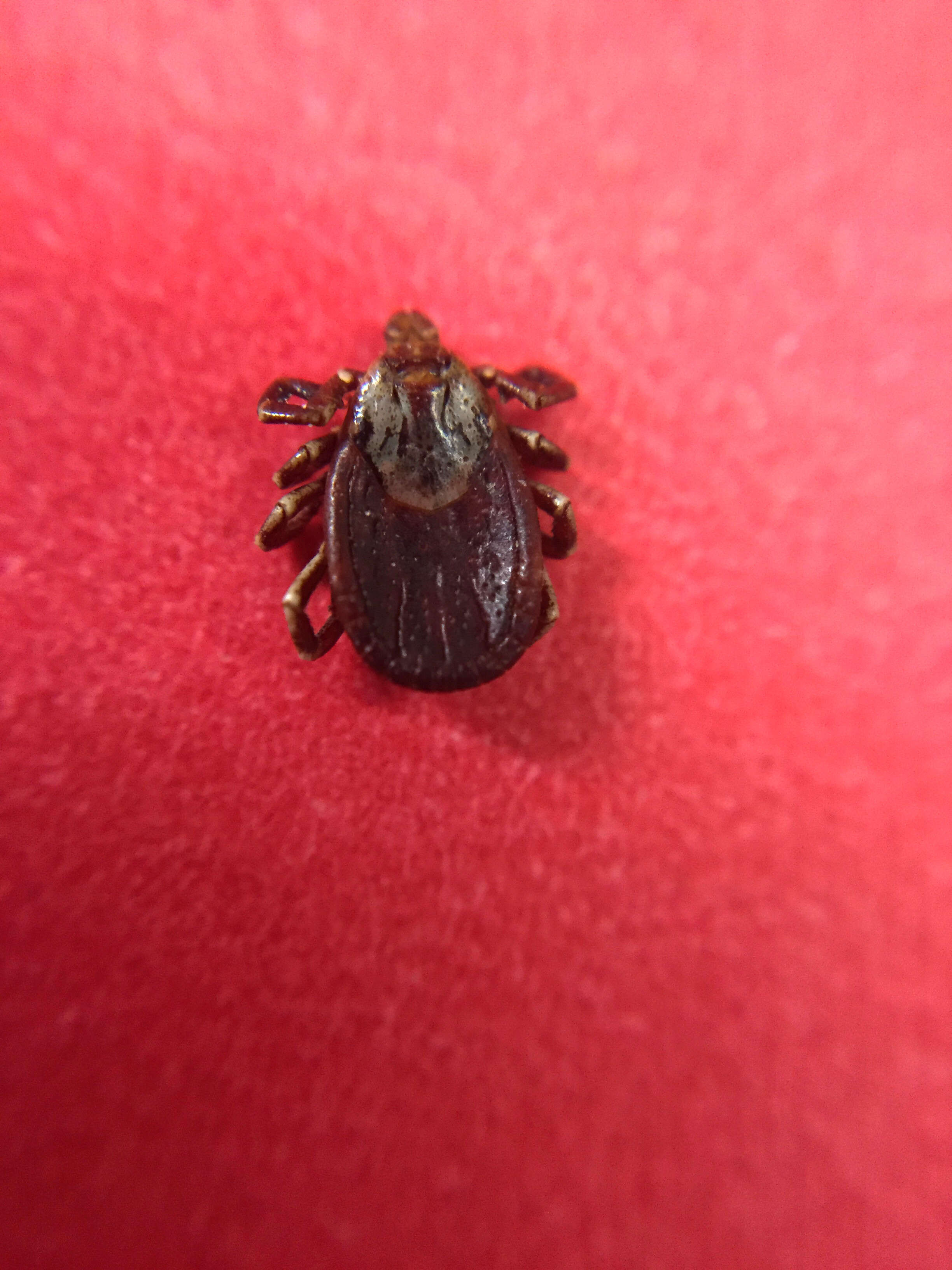 Image of Lone Star Tick