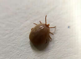 Image of Lone Star Tick