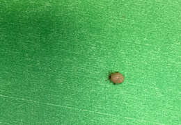 Image of Lone Star Tick