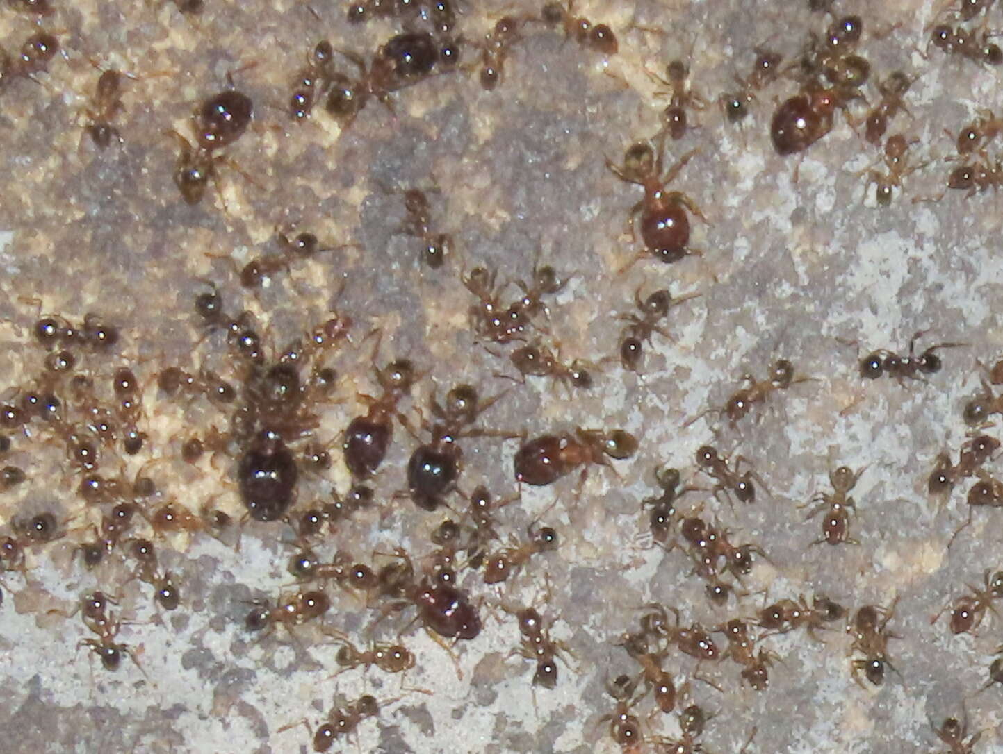 Image of Pheidole capensis Mayr 1862