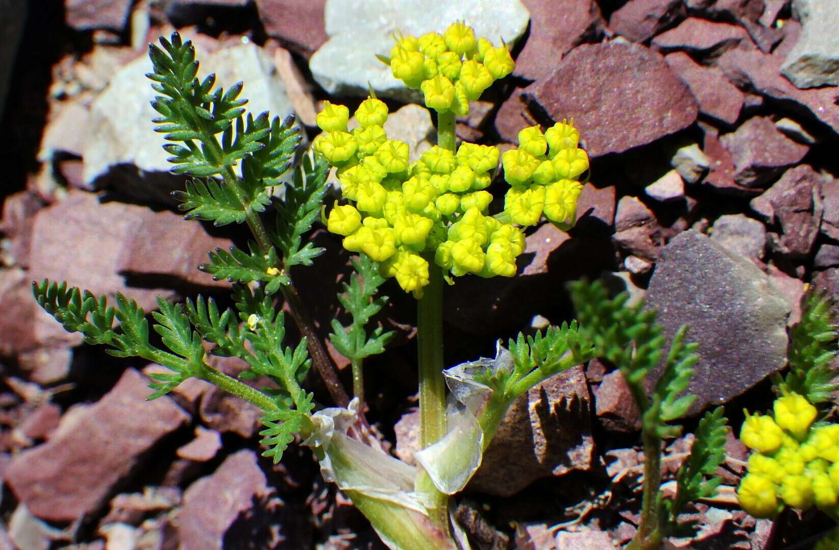 Imagem de Lomatium sandbergii (Coult. & Rose) Coult. & Rose