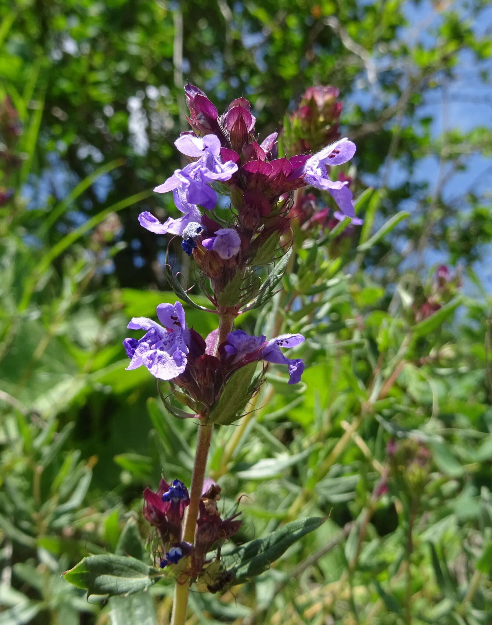 Image of Dracocephalum integrifolium Bunge