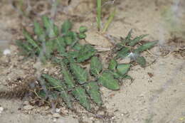 صورة Asclepias prostrata W. H. Blackw.