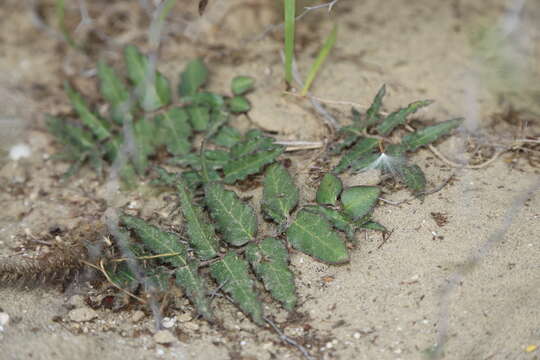 Image of Prostrate Milkweed