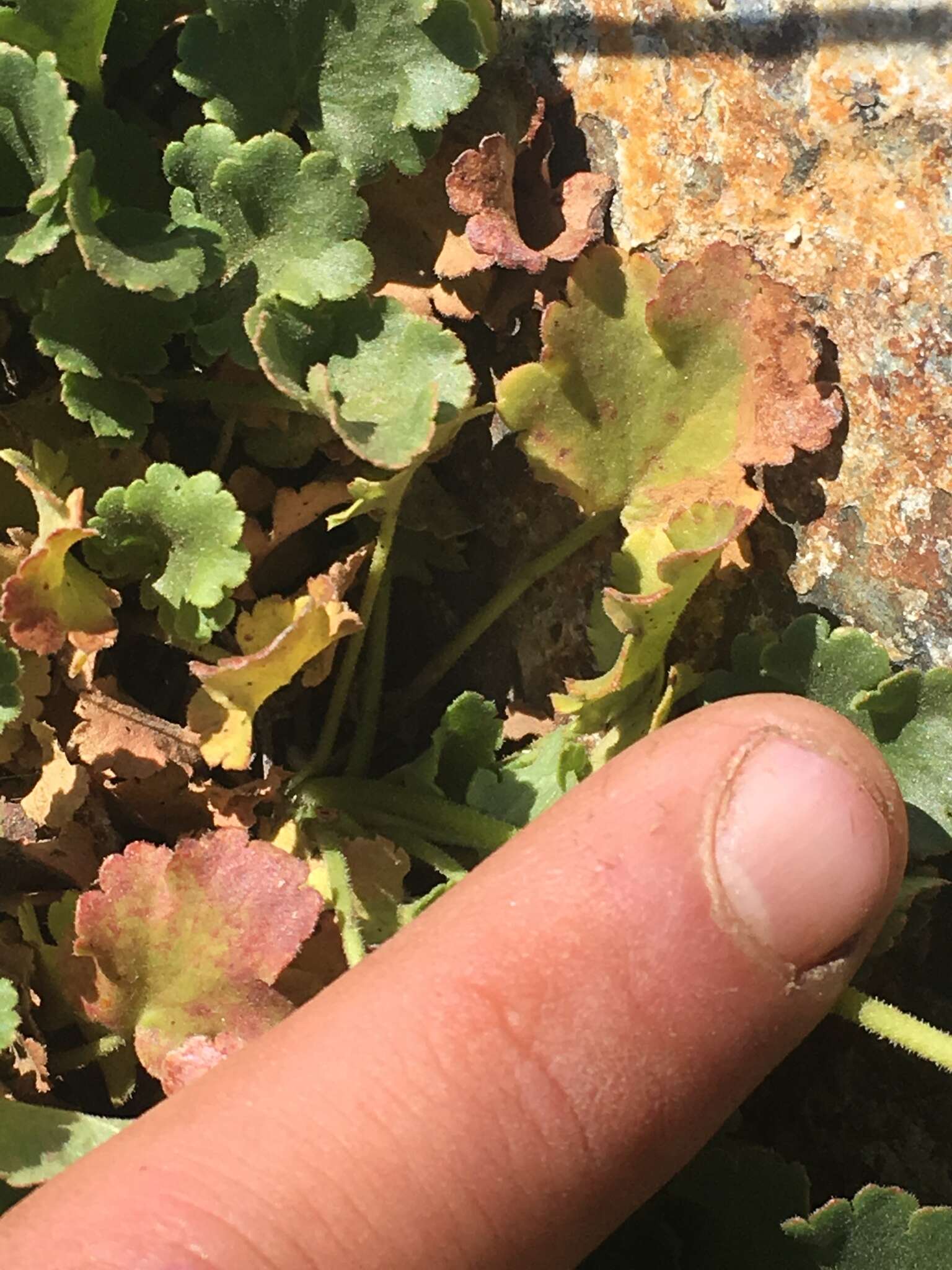 Image de Heuchera cylindrica var. alpina S. Watson