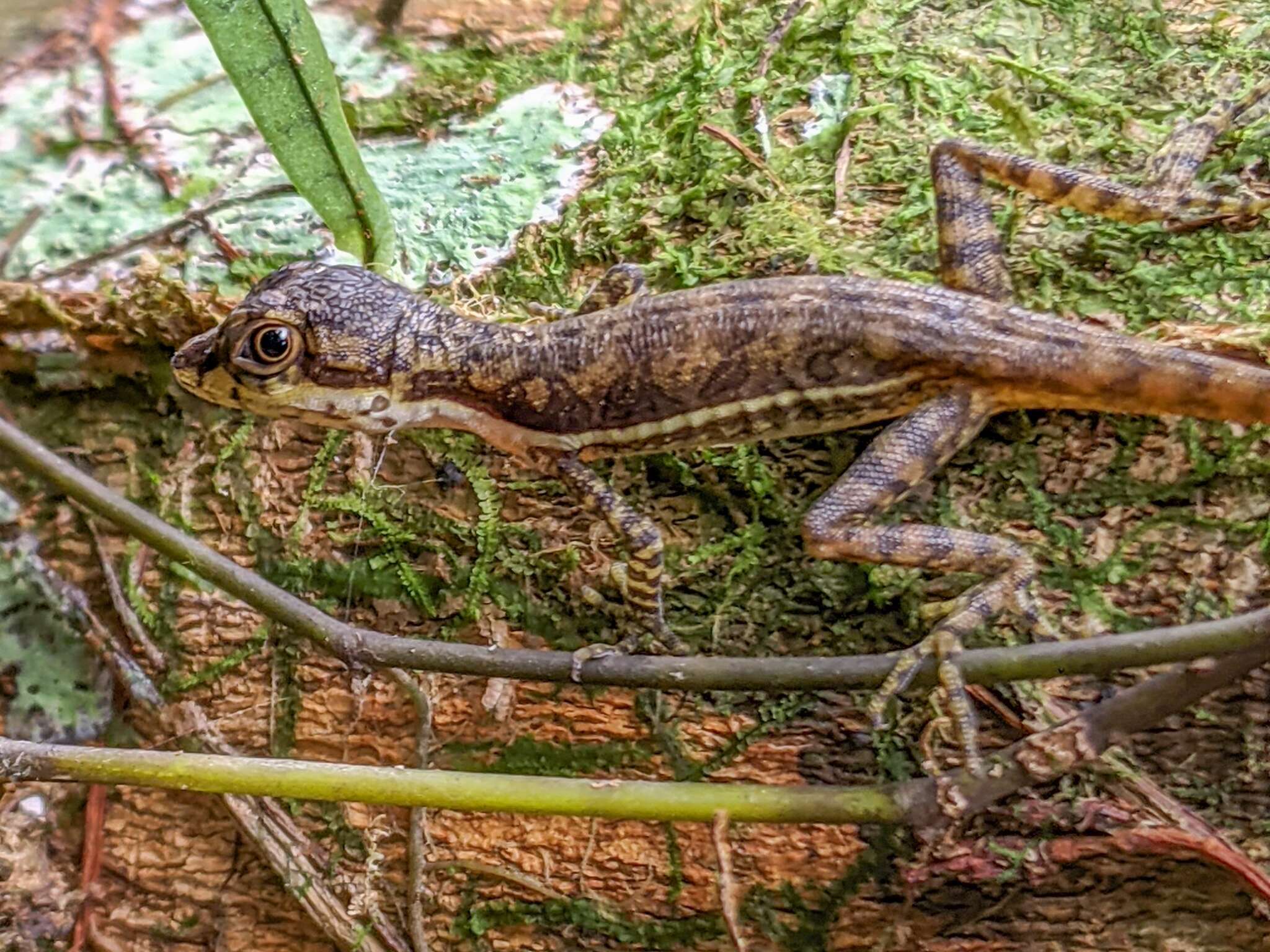 Plancia ëd Anolis oxylophus Cope 1875