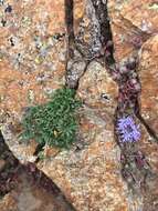 Image of Jasione crispa subsp. sessiliflora (Boiss. & Reut.) Tutin