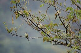 Image of White-throated Bee-eater