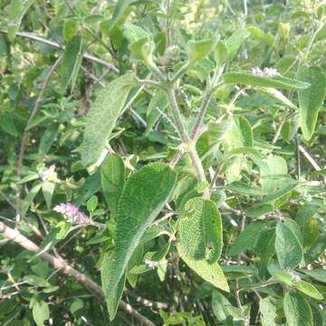 Image de Salvia lasiantha Benth.