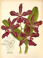 Image of × Sophrocattleya