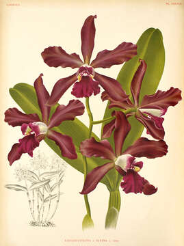 Image of × Sophrocattleya