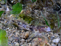 Image of Tangaroan shrimp-goby