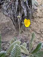 Argentina tugitakensis (Masam.) Soják的圖片