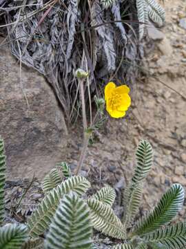 Image of Argentina tugitakensis (Masam.) Soják