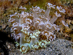 Image of Flowerpot corals