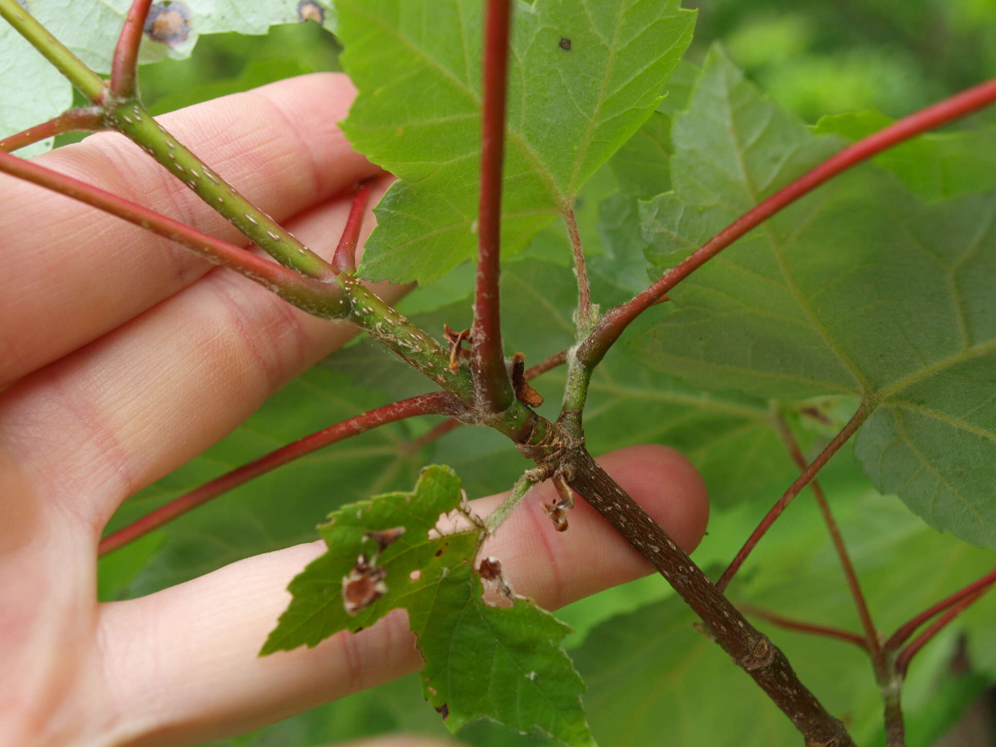 Sivun Acer rubrum var. drummondii (Hook. & Arn. ex Nutt.) Sarg. kuva