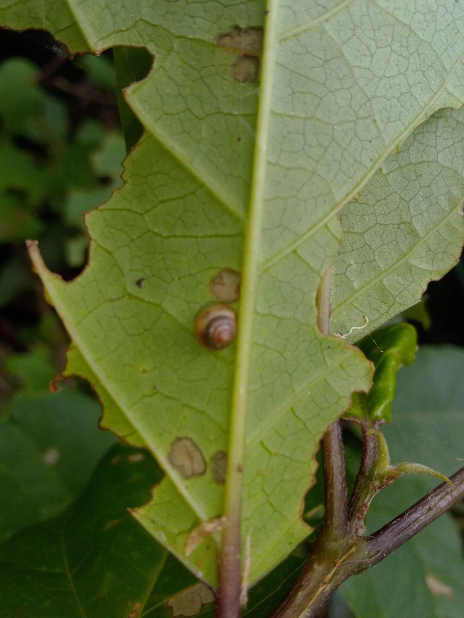 صورة Coneuplecta calculosa (Gould 1852)