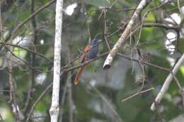 Image of Bates's Paradise Flycatcher