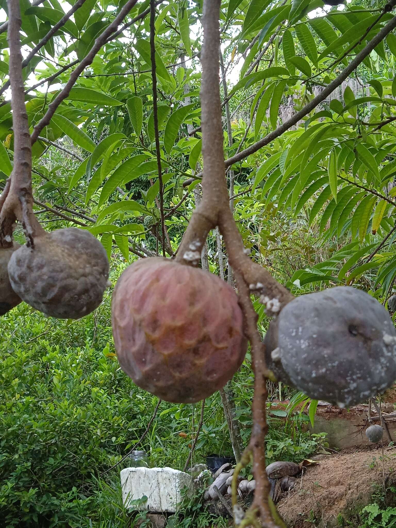 Imagem de Annona reticulata L.