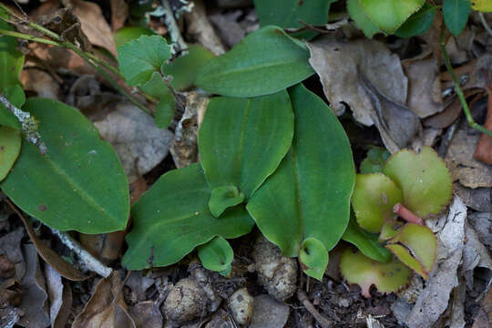 Image of Habenaria arenaria Lindl.