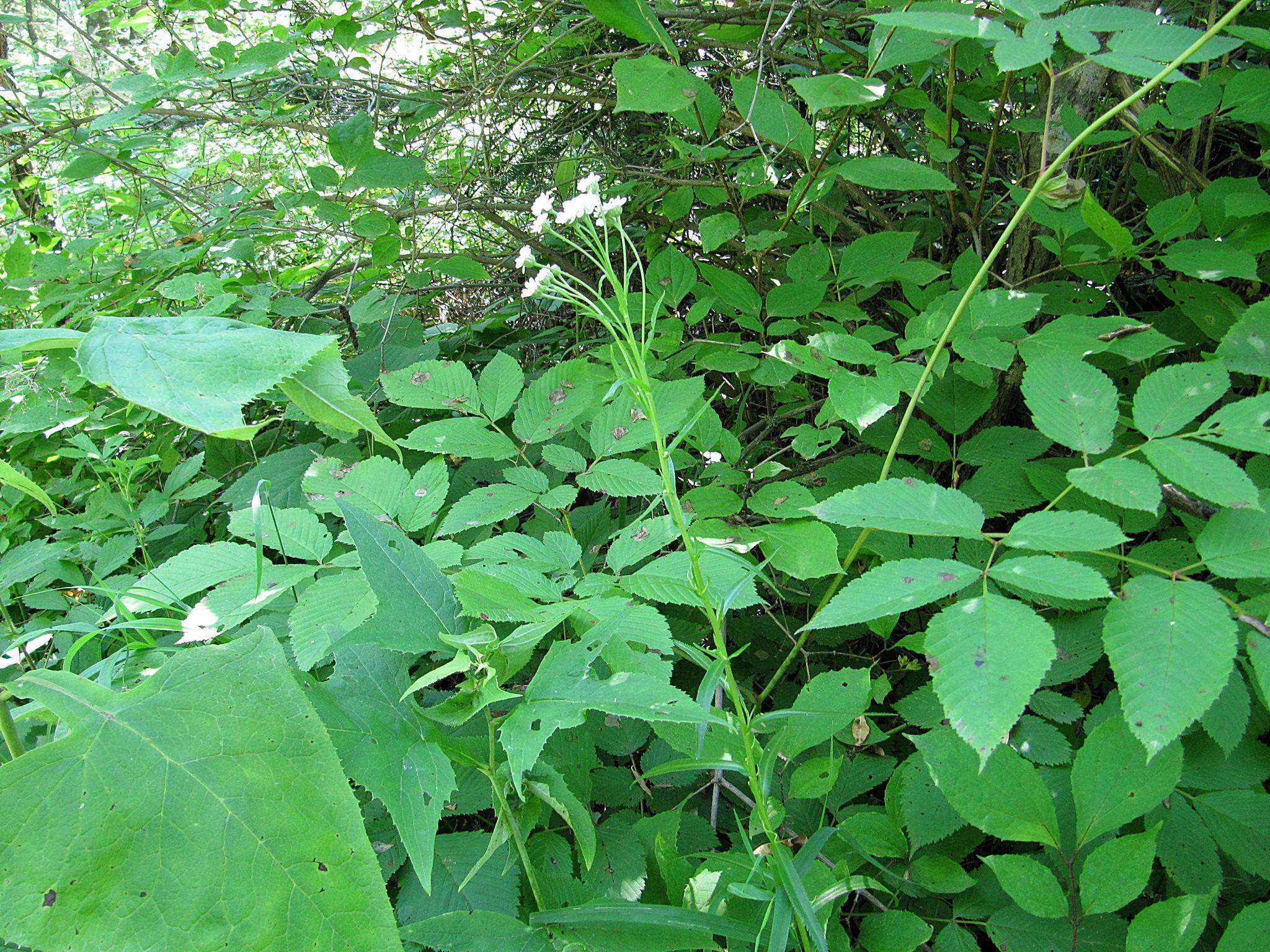 Sivun Achillea acuminata (Ledeb.) Sch. Bip. kuva