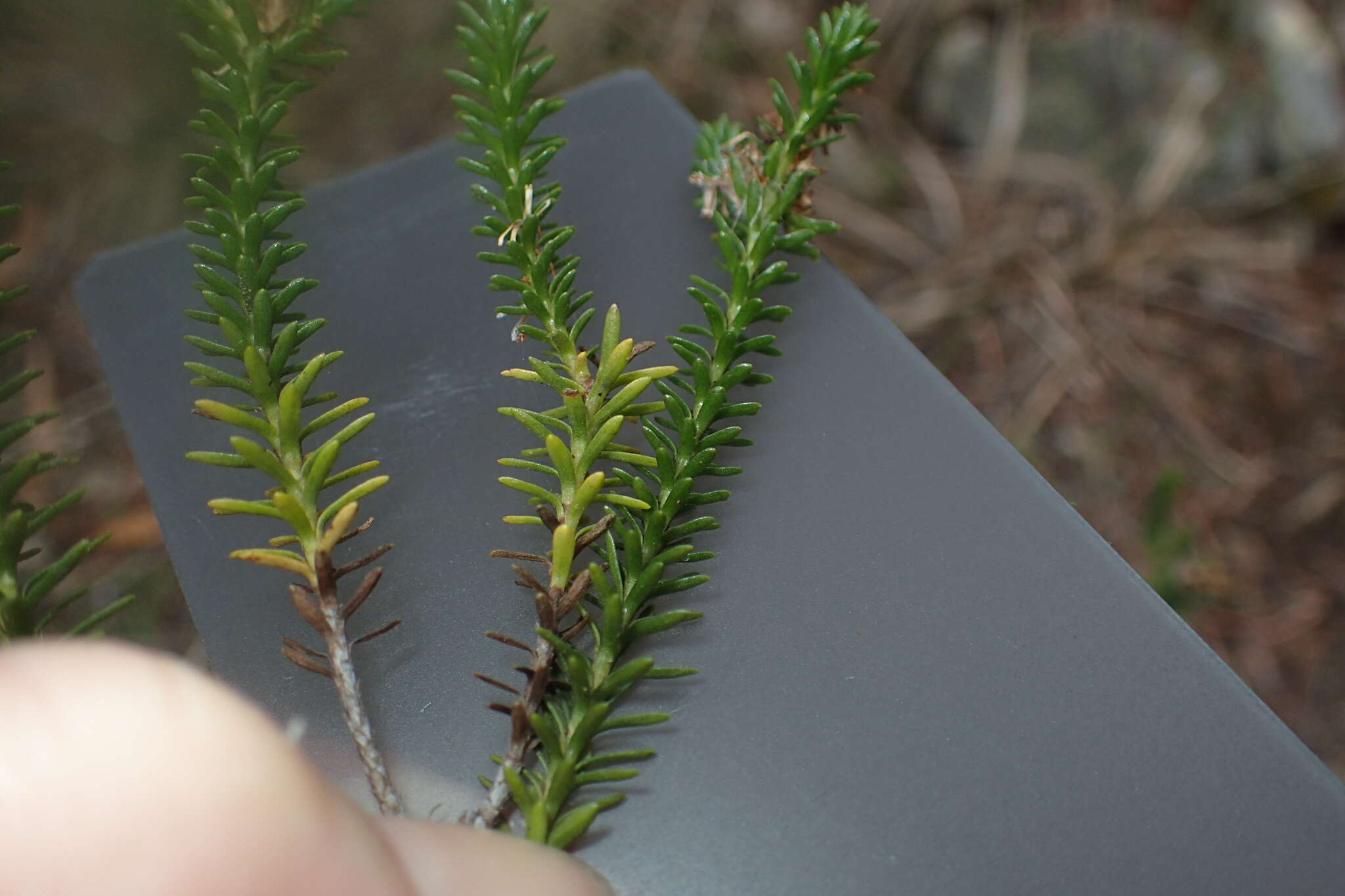 Image of Ozothamnus lycopodioides Hook. fil.