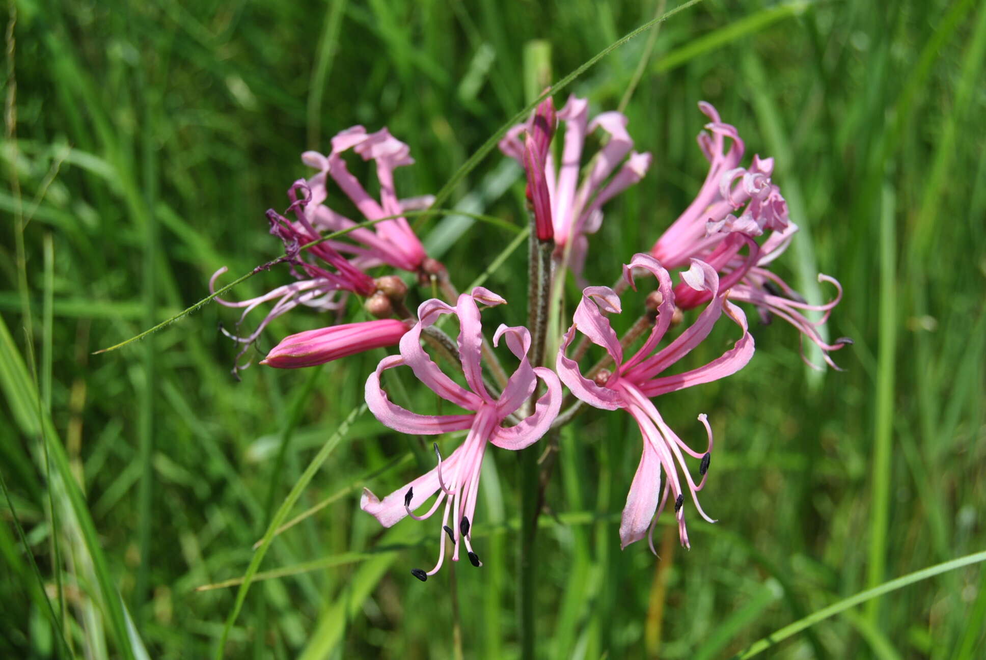 Image of Nerine angustifolia (Baker) W. Watson