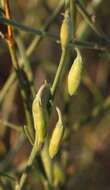 Image of Crotalaria spartioides DC.