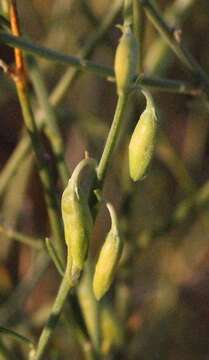 Image de Crotalaria spartioides DC.