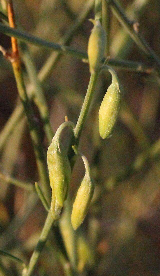 Crotalaria spartioides DC.的圖片